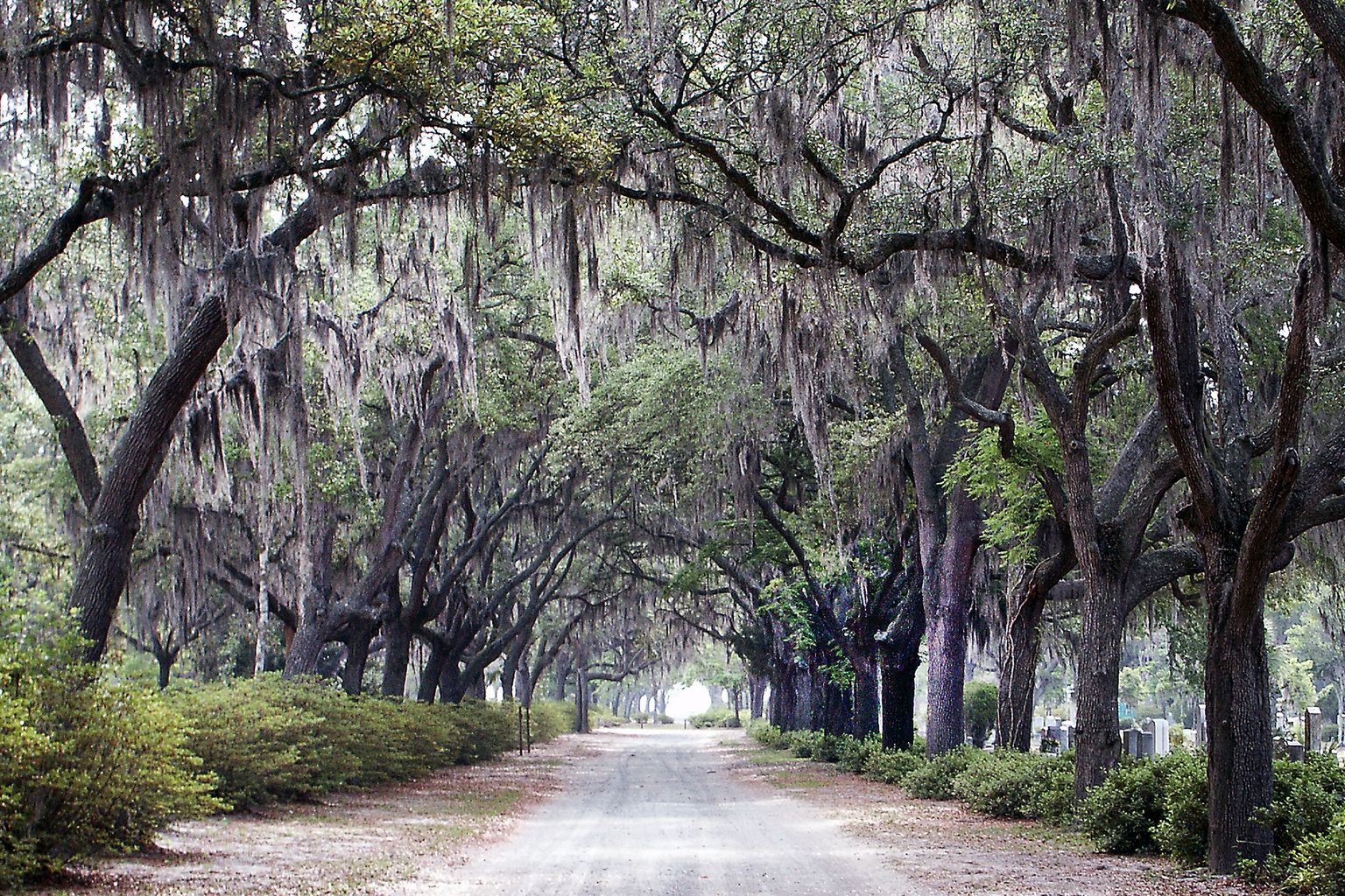 Oak-lined lane draped in Spanish moss at Bonaventure Cemetery in Savannah